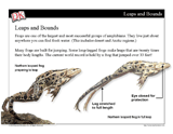Focus on Frogs Mini-Lesson -- PowerPoint Slideshow
