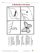 A Butterfly's Life Cycle